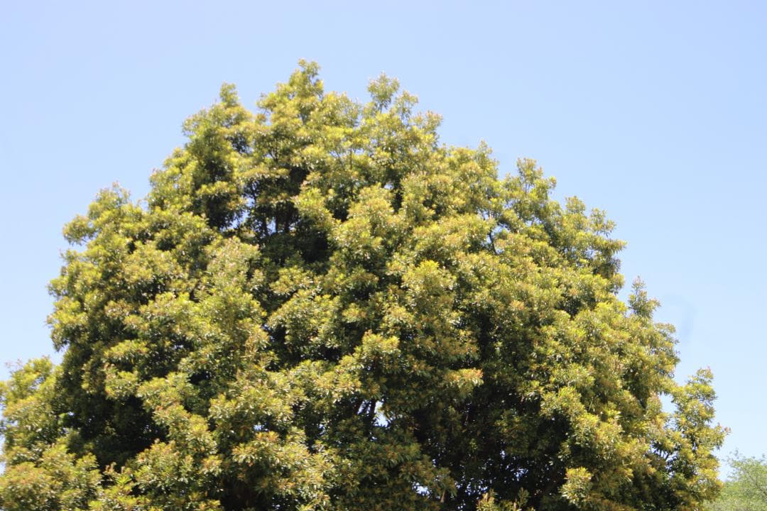 ⭐️美品⭐️SIGMA12-24mm f4.5-5.6 DG HSM キャノン用