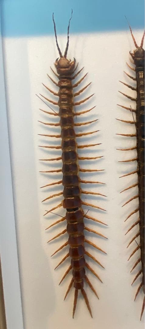 特大ペルビアンジャイアントセンチピード34cm 欠損あり 百足最大種】ペルビアンジャイアントオオムカデセンチピード 全長13cm