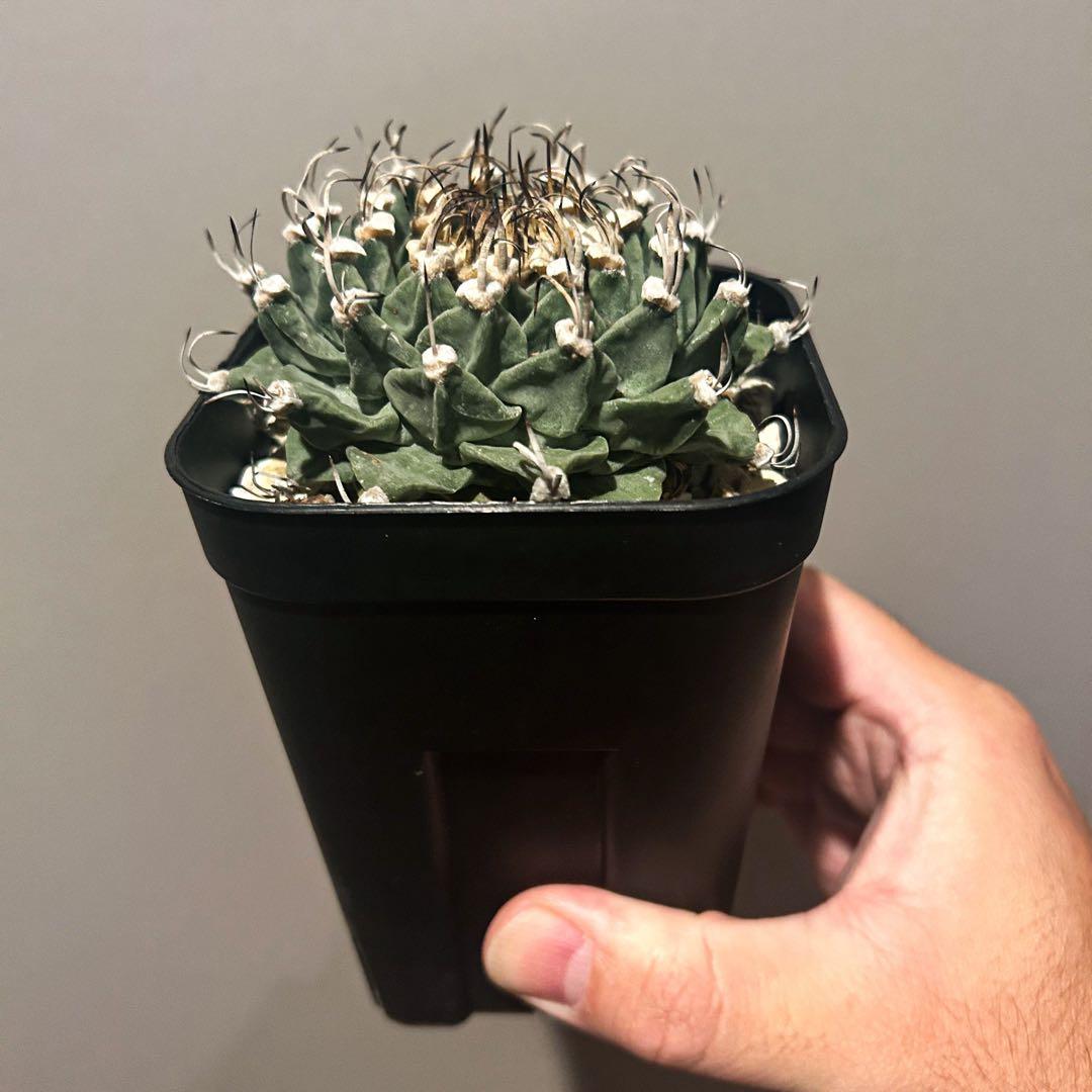 m*i様 アロンソイ　大疣　実生