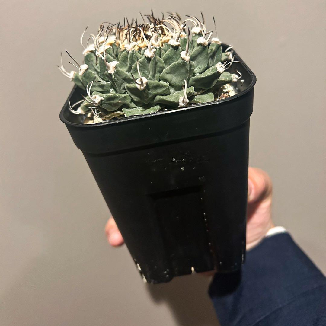 m*i様 アロンソイ　大疣　実生