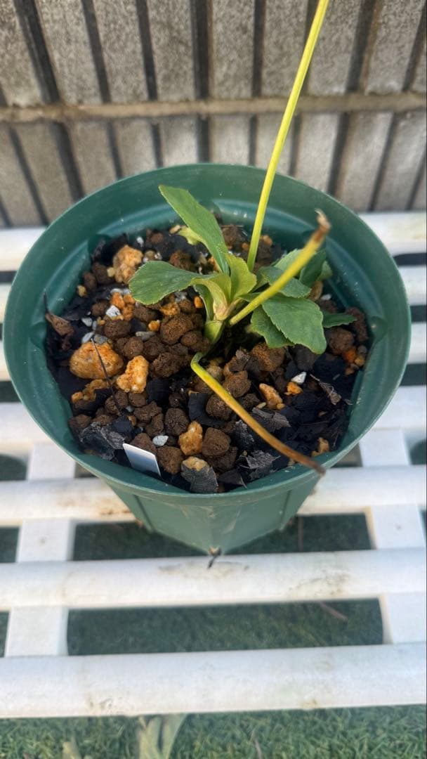 こ*ん様 メビウスのようなセミダブル 加藤農園 株分苗 - 花安く 買う