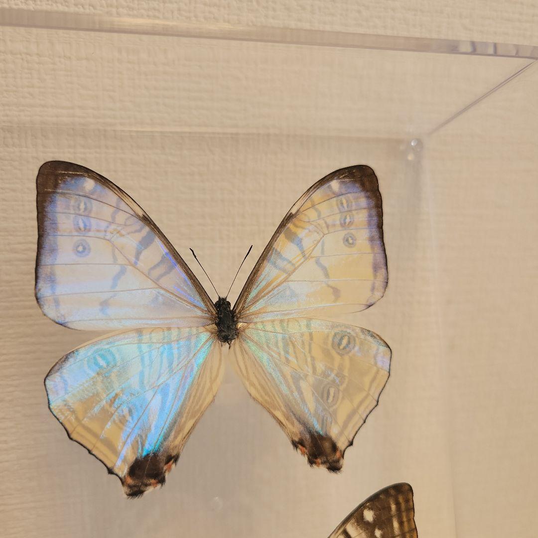 蝶の標本 宝石の舞う世界（珍珍） - メルカリ