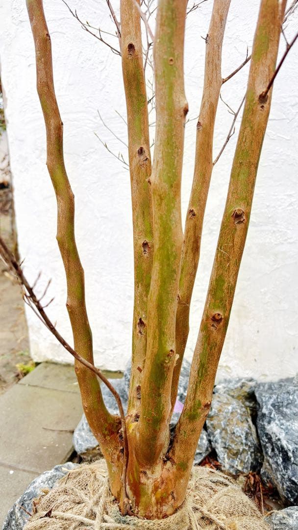 絶品黄金幹。ヒメシャラ切り戻し本株立ち2.8M(鉢底から)品番A