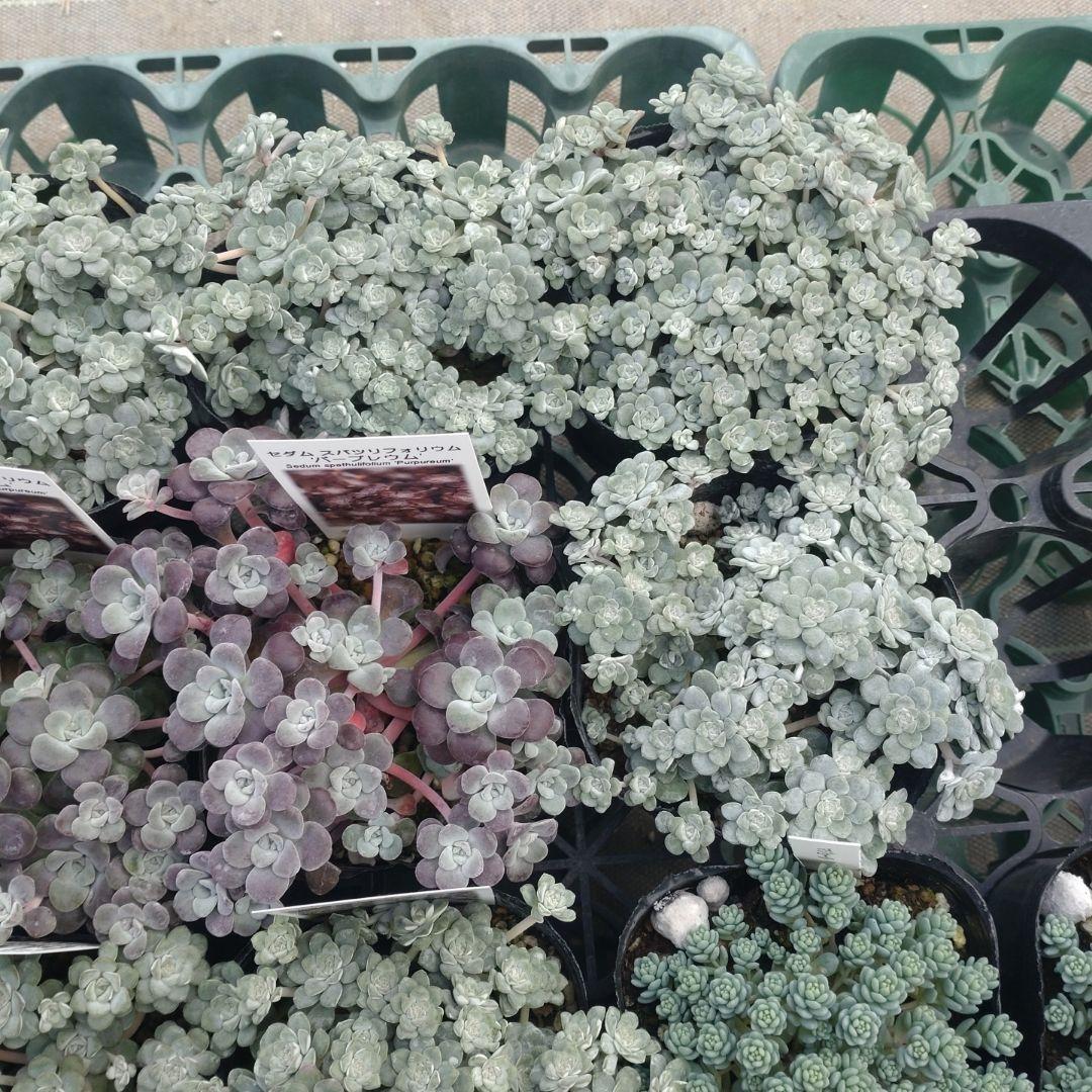 小林優花さん専用