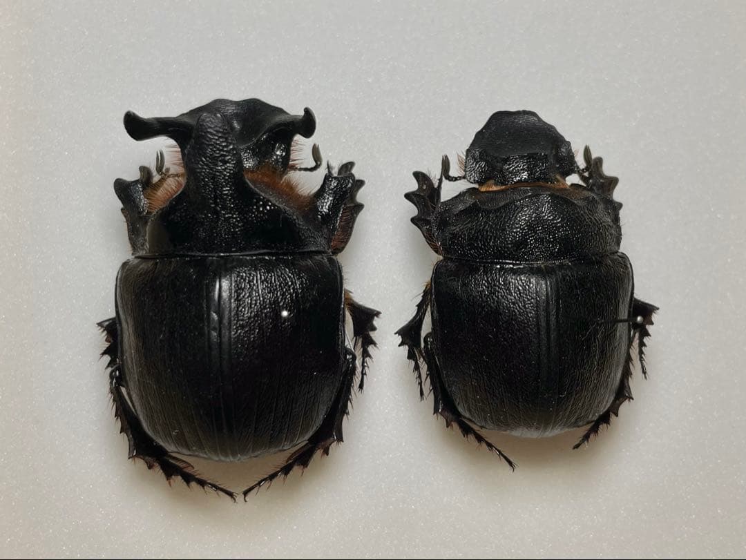 昆虫標本 良型 アンダーソンナンバンダイコク 大型ペア 昆虫標本 良型 アンダーソンナンバンダイコク 大型ペア 昆虫標本 良型