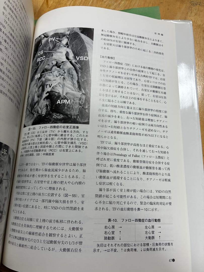 犬の心音の聴診トレーニング CD版 語学・辞書・学習参考書