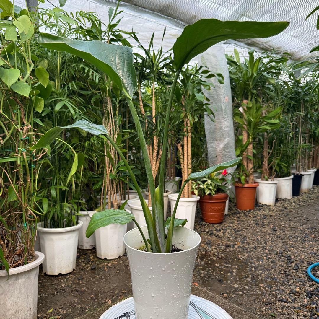 特級品】ストレリチア オーガスタ 6号鉢サイズ 特大極上苗 鉢付き