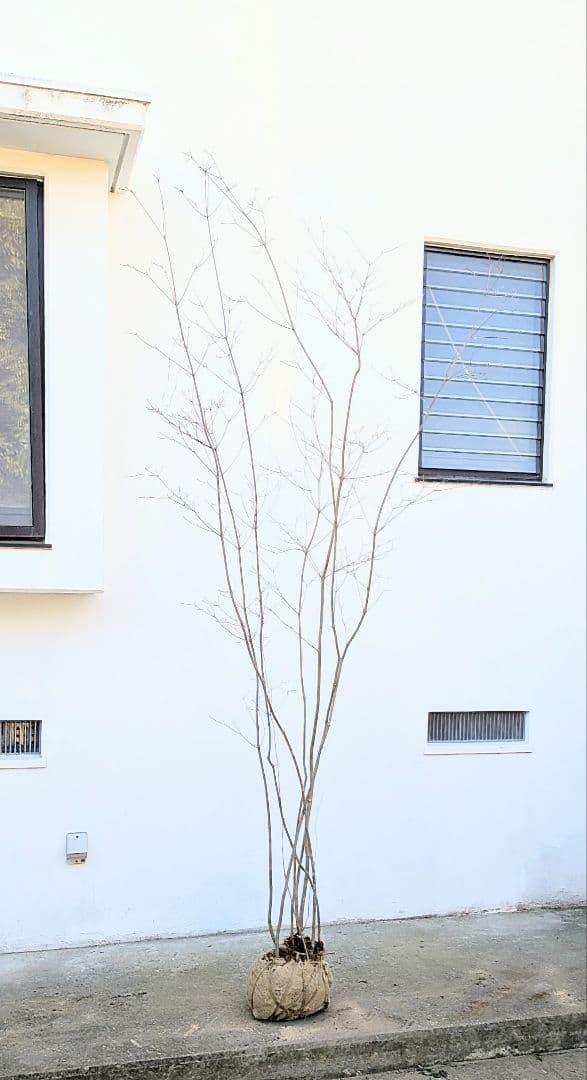 特大。至極。山採りドウダンツツジ。 楽天市場】大型 山採り【ドウダンツツジ】 自然樹形 樹高H≒195 × 枝張