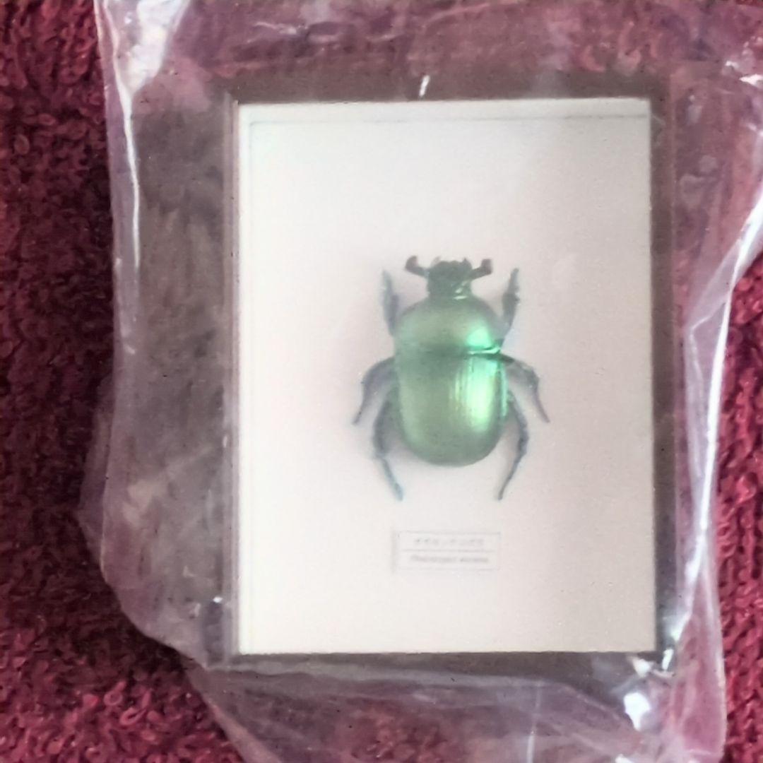 ドイツ箱 マグネットコレクション4 06オオセンチコガネ(緑) - メルカリ