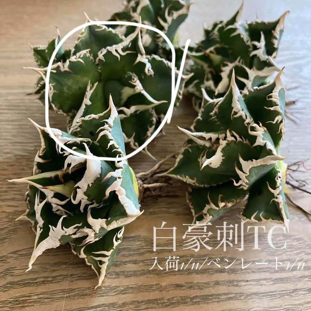 Y*i様 【初売りオークション】59 特選 子株2株付き アガベ チタノタ 白