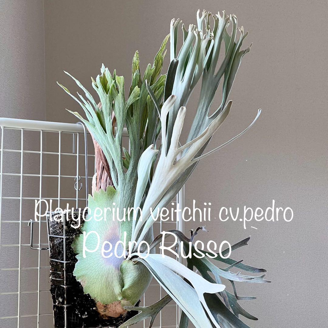 OC株 veitchii cv.pedro Tatsuta ペドロ26ビカクシダ - メルカリ