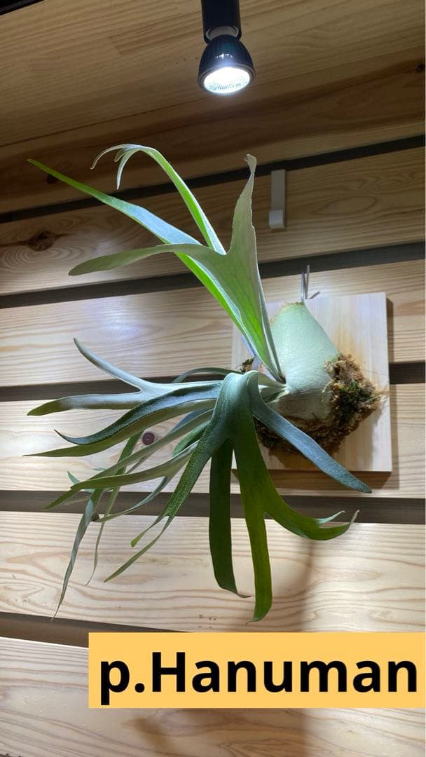 レア！ビカクシダP.hanumanハヌマーン - メルカリ