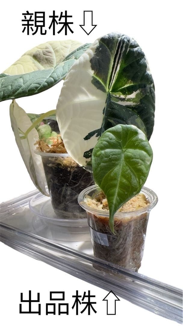 Maharani albo マハラニアルボ - メルカリ