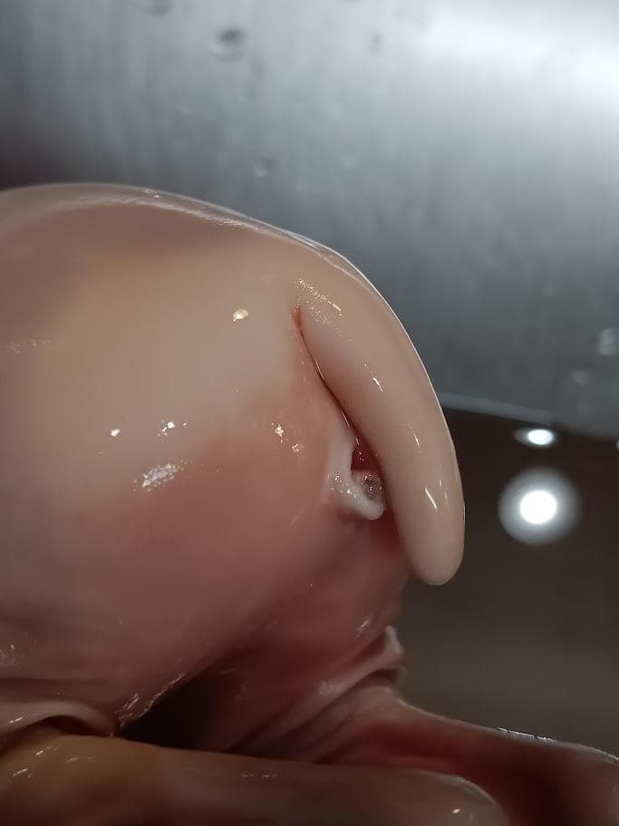 【学術標本】種名ニホンジカ　胎児エタノール浸漬標本（♀）　頭胴長約２４５ｍｍ