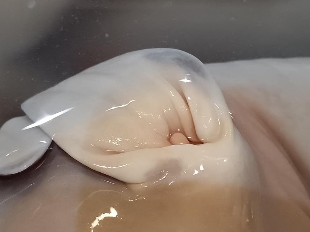 【学術標本】種名ニホンジカ　胎児エタノール浸漬標本（♀）　頭胴長約２４５ｍｍ