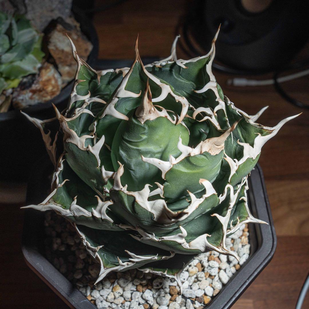 ＊Q taro＊アガベ チタノタ【白鯨大株】＊鉢植え発送＊ Q taro様専用＊アガベ チタノタ【白鯨大株】＊鉢植え発送＊