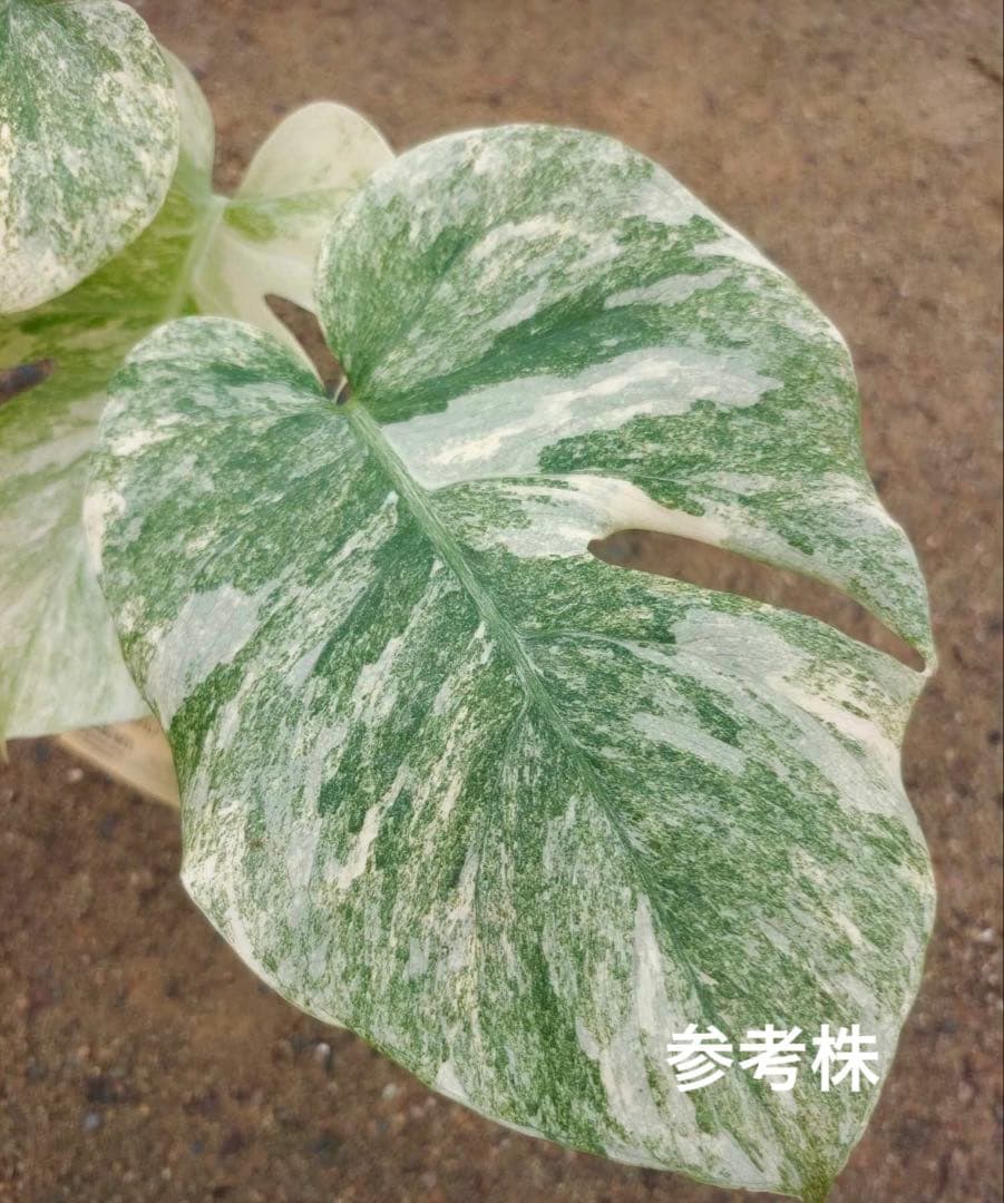 MonsteraLegacy モンステラ レガシー 斑入り - メルカリ