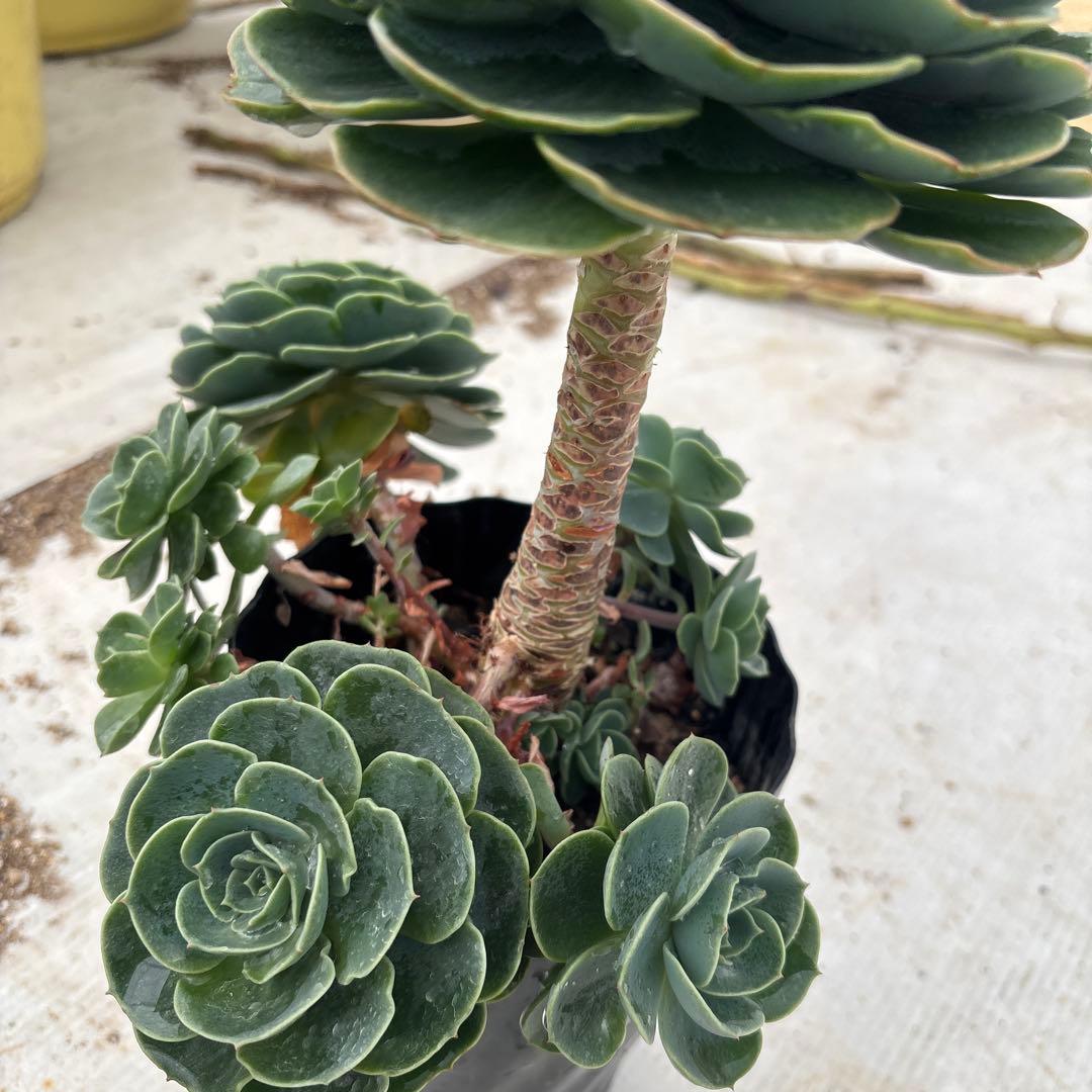 2鉢セット売り エケベリア 七福神 特大 多頭株