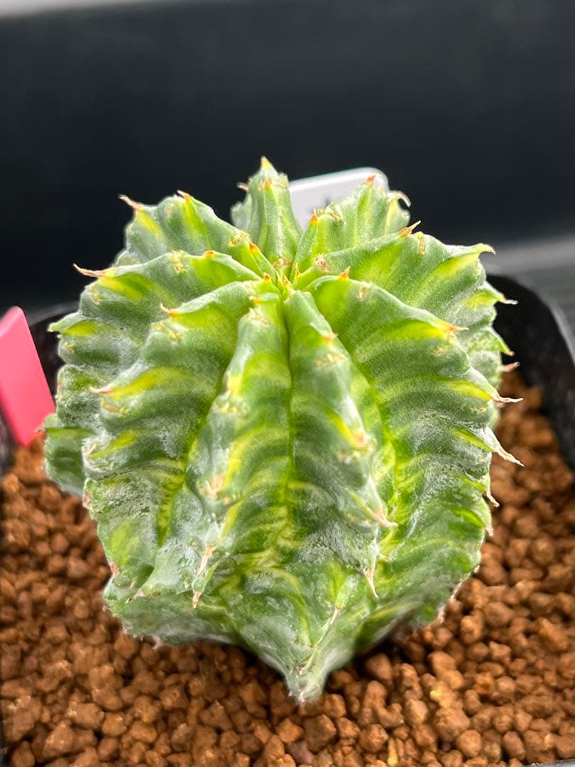 ユーフォルビア ホリダ錦 総柄濃黄班