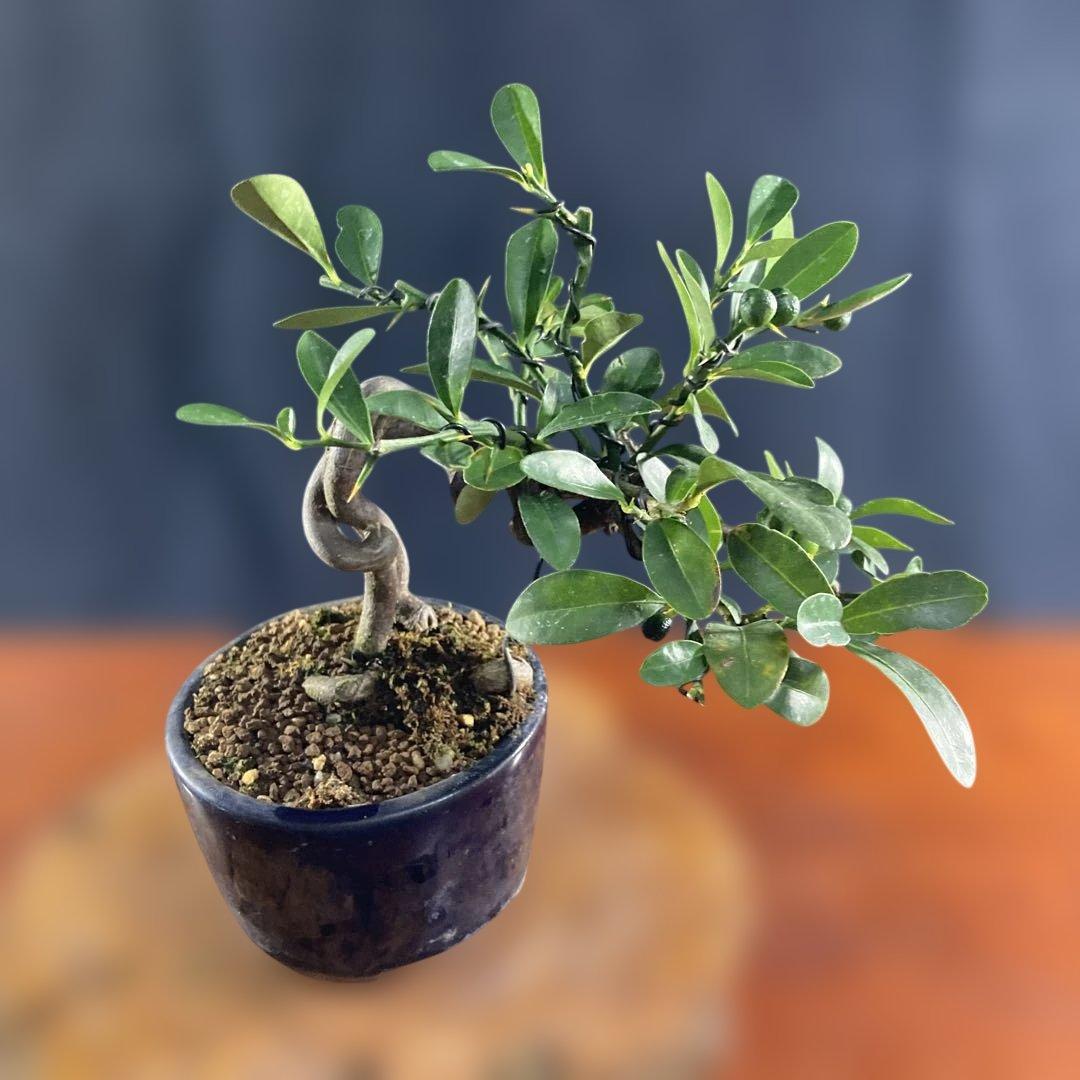 小品盆栽、金子(キンズ)根上り、懸崖、実付き 目立った傷汚れなし