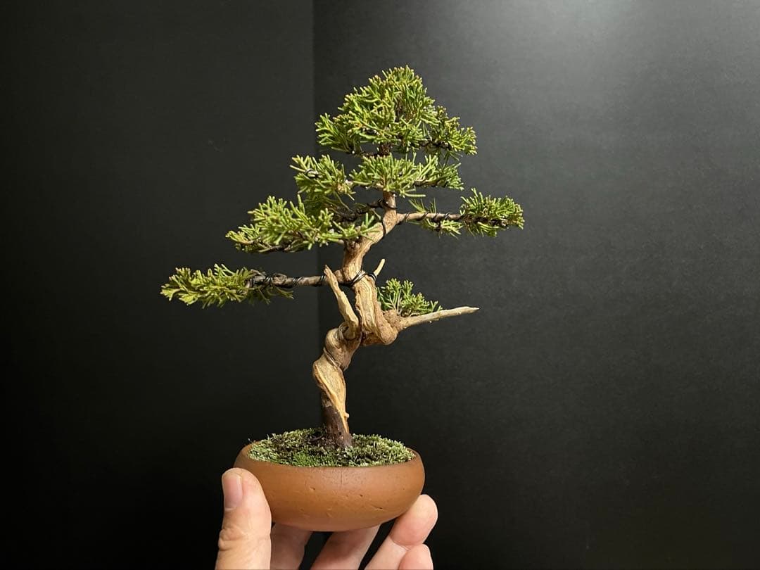 真柏盆栽 糸魚川真柏 文人 捻転シャリ幹 小品盆栽 樹高20cm - メルカリ