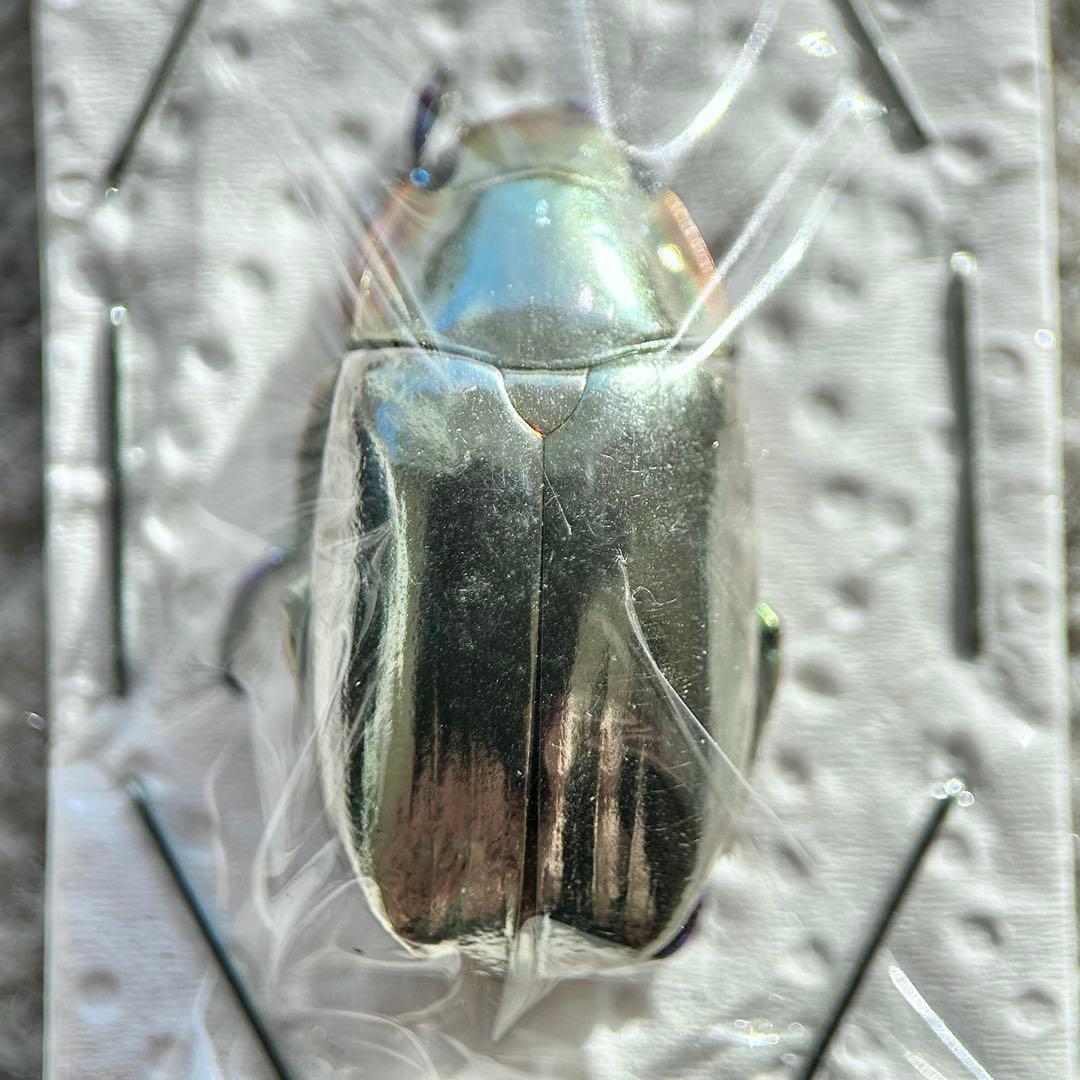 26009 クリサルギレアプラチナコガネ - メルカリ