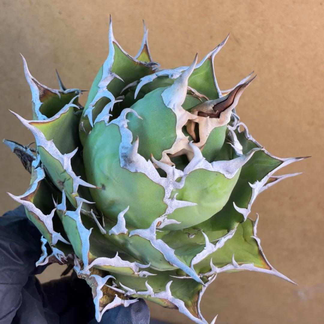 アガベ チタノタ 076 優良血統 極上強棘 超特選株 - メルカリ