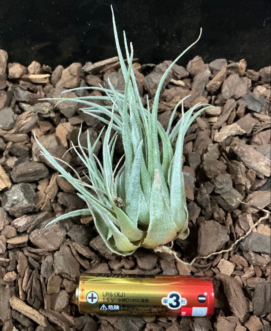 チランジア　カウツキー　カウツキー氏由来　(エアプランツ図鑑　表紙のカウツキー) チランジア・カウツキー Tillandsia kautskyi 育て方 図鑑 | Frontier