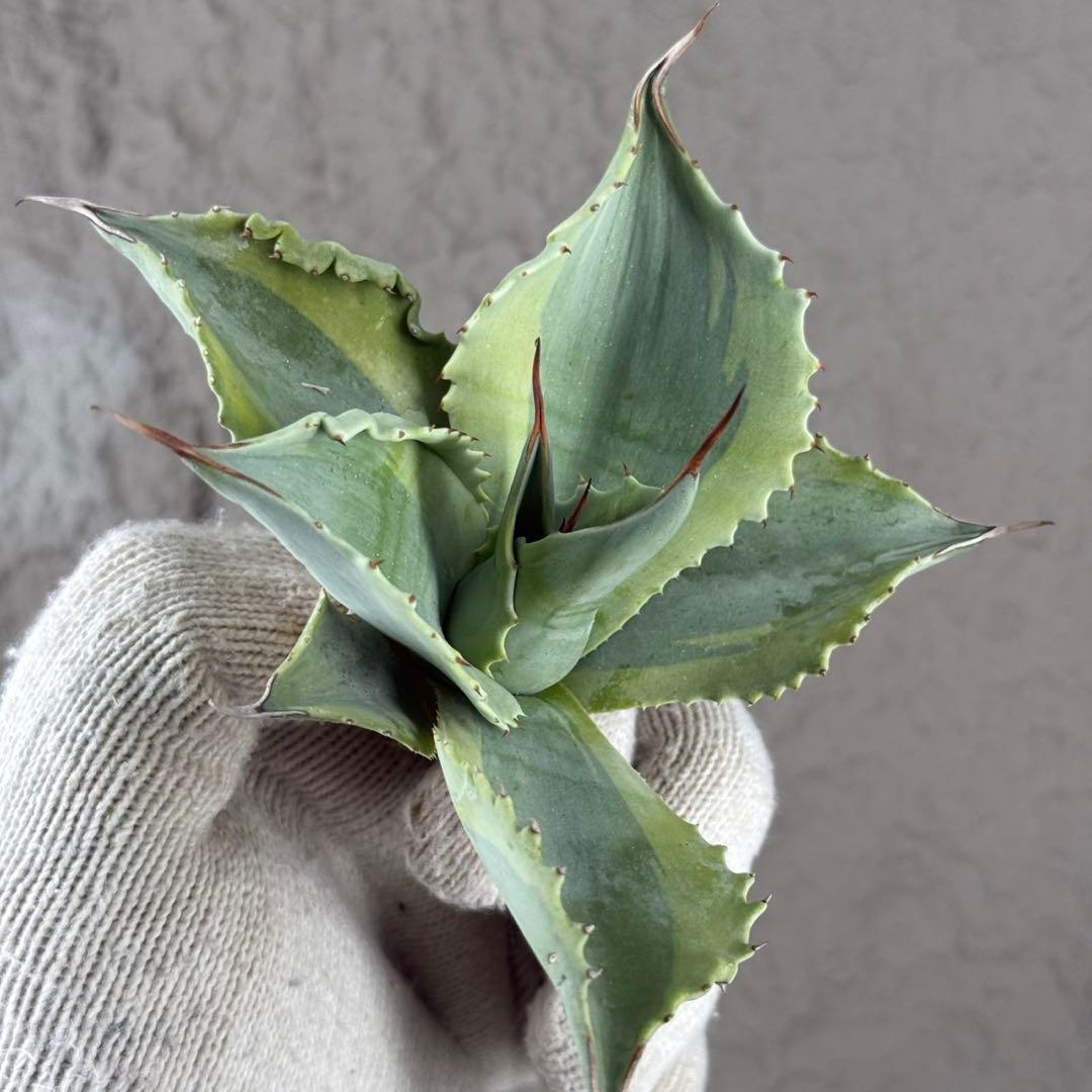 が*ー様 【アガベ オバティフォリア“オルカ”】地植え/-18℃まで/極上　L2