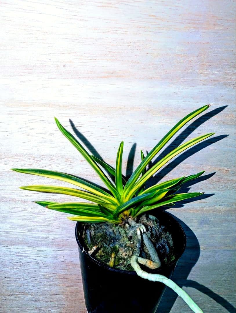 富貴蘭 必見!!極紅黄縞（極上柄！） - メルカリ