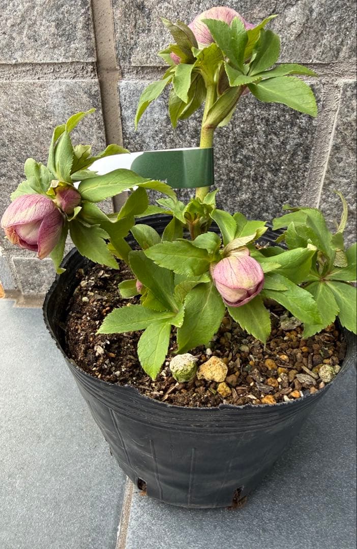 クリスマスローズ 広瀬園芸スモーキーピンクベイン小輪 - メルカリ