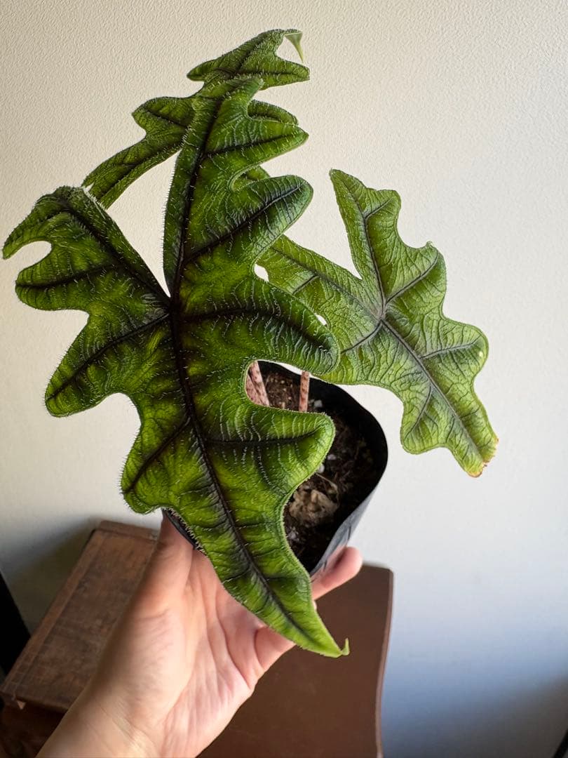 Grace【コメ無/即購入/無言OK】様 3点 おまとめ