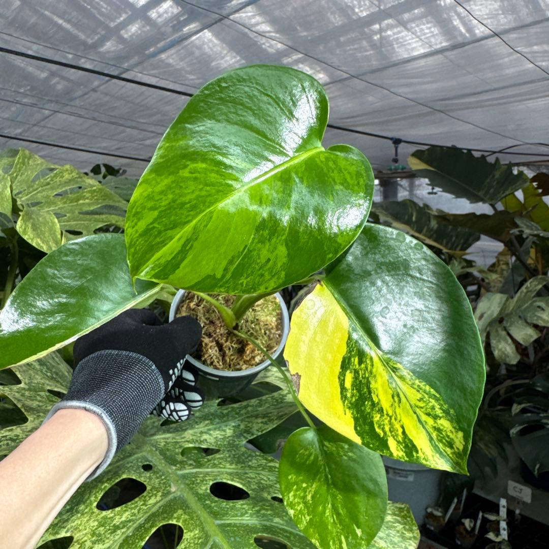 3モンステラ デリシオーサ イエローマリリン 黄斑入り - メルカリ