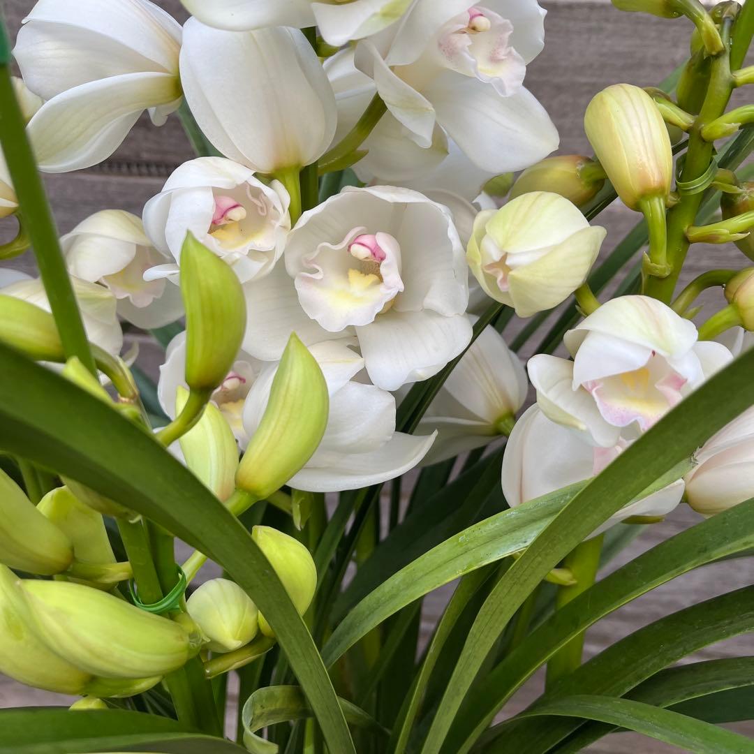 まさまる様専用 シンビジューム シンビジウム ザツーバージンズ