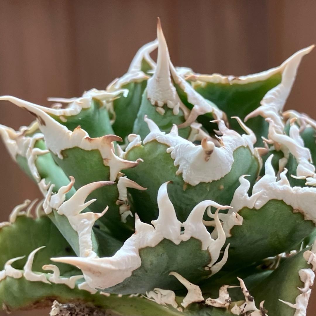 アガべチタノタ 白豪棘 親株 Yahoo!オークション - X38アガベ チタノタ