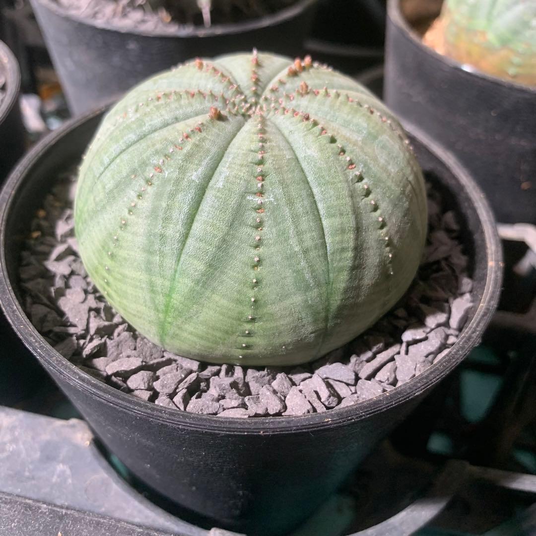 シンメトリカ 仔吹きタイプではない 7.5cm 3.5寸 超扁平お饅頭型