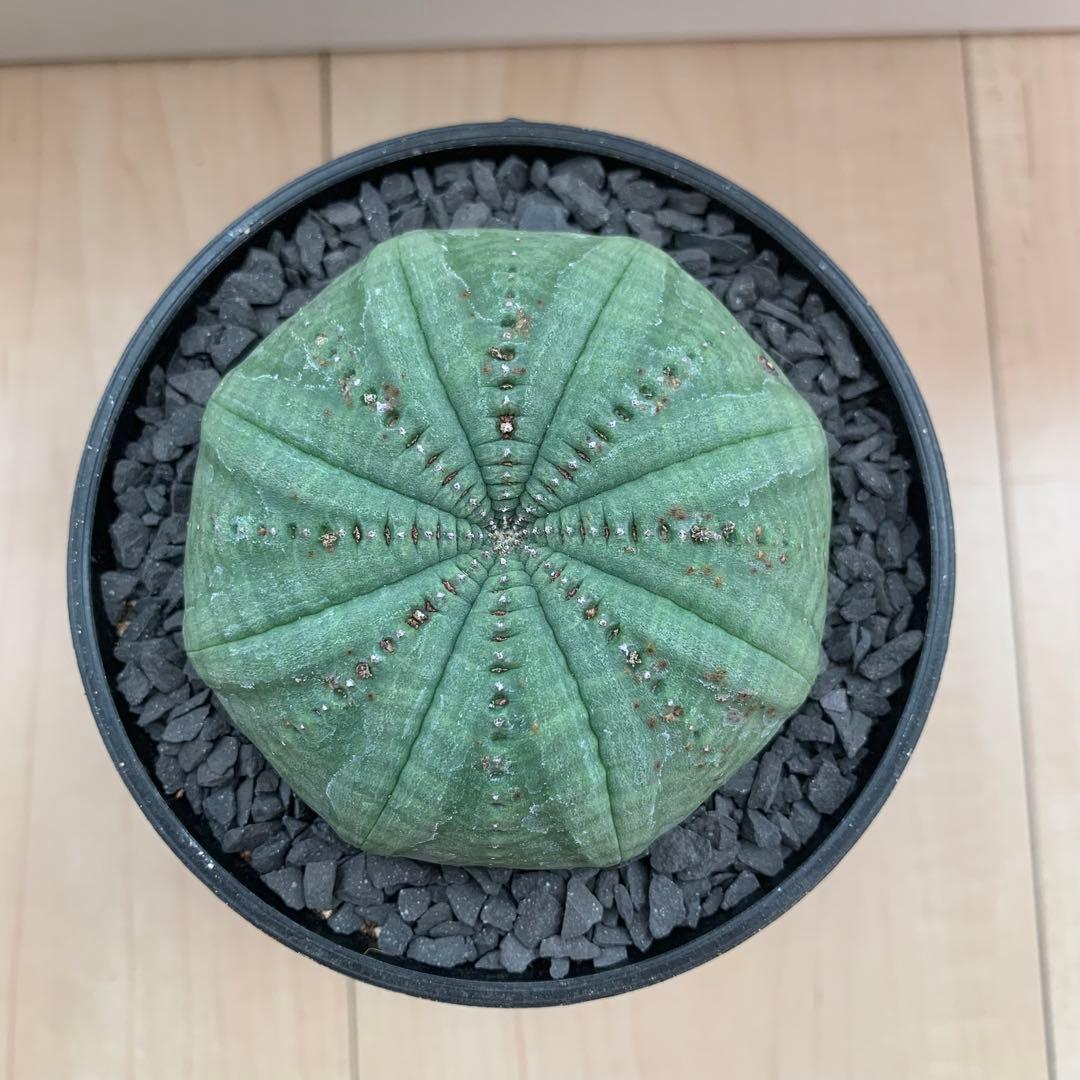 シンメトリカ 仔吹きタイプではない 7.5cm 3.5寸 超扁平お饅頭型