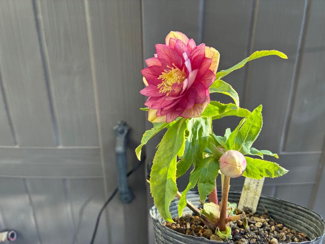 アオサ♡DDレッドゴールド白抜け　整形花