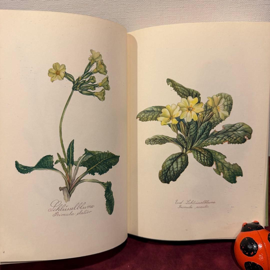 112⑤1963年ドイツElsa Flesko植物図鑑 ジャンクジャーナル
