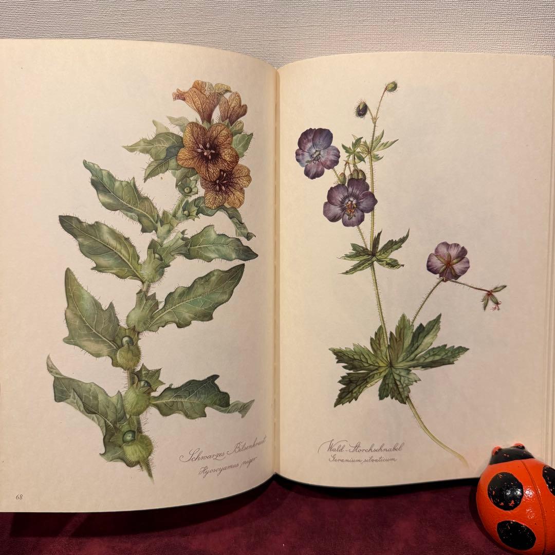 112⑤1963年ドイツElsa Flesko植物図鑑 ジャンクジャーナル