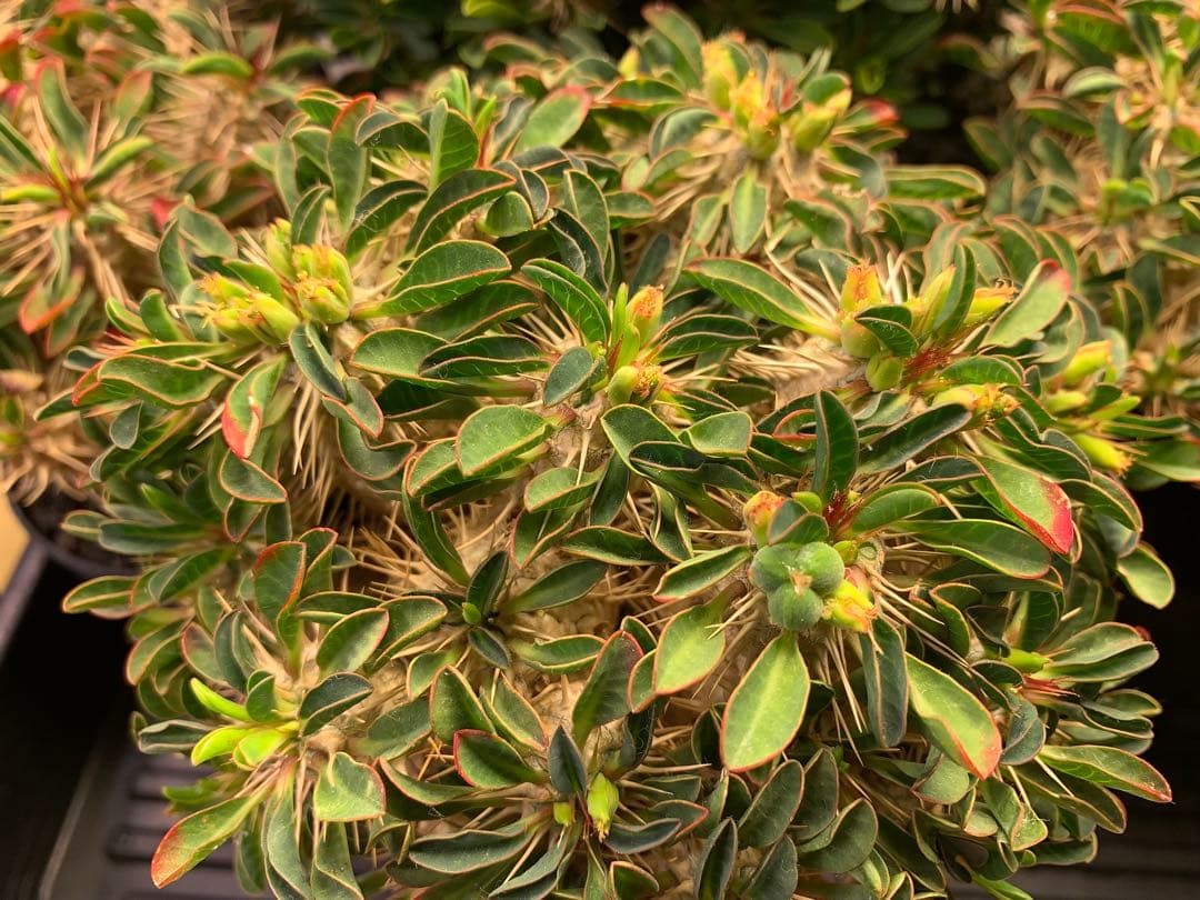 トーマス ギラウミニアナ種子 35粒 トーマス ギラウミニアナ種子 35粒