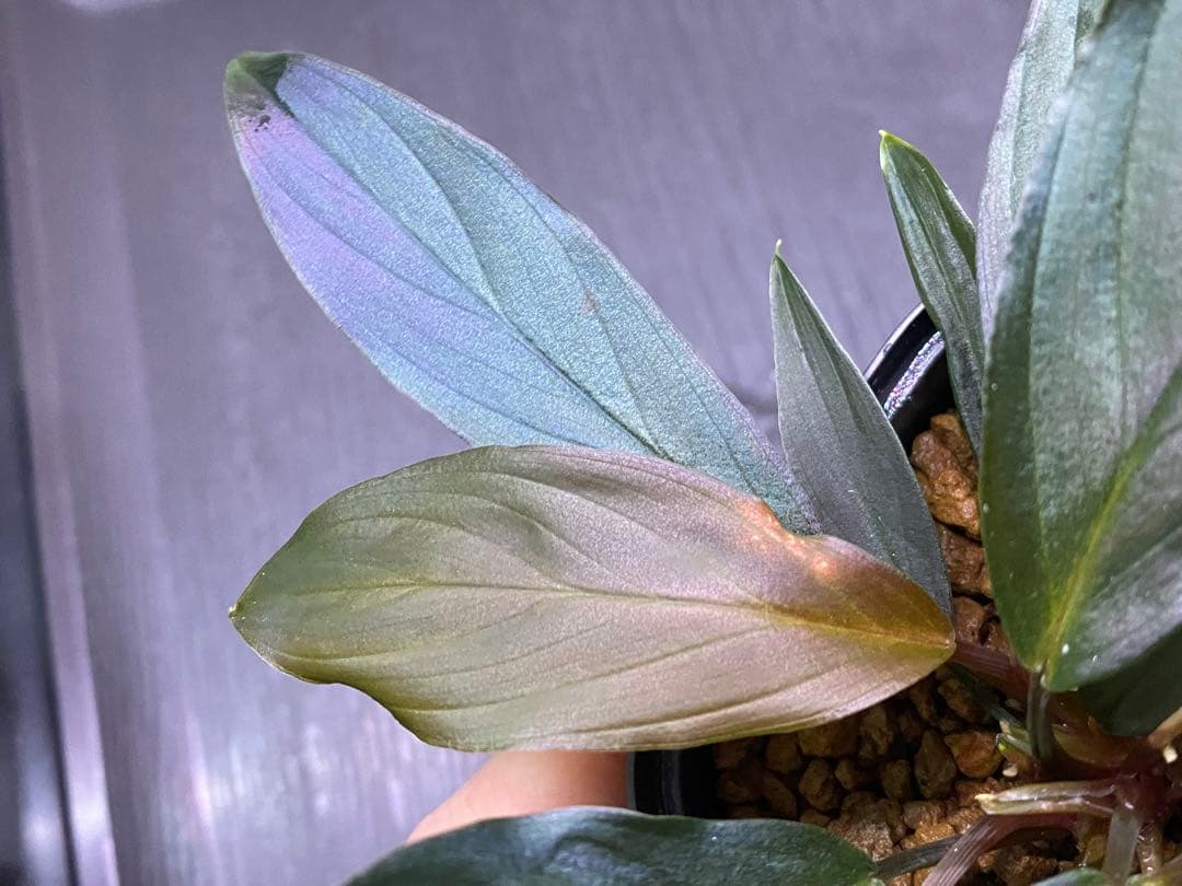 ホマロメナ / Homalomena sp. “濡烏” ネームド株 3株あり