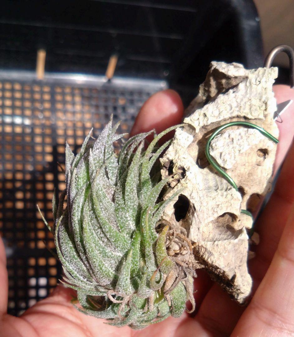 チランジア スプレンゲリアナ 5クランプ スプレンゲリアナ クランプ