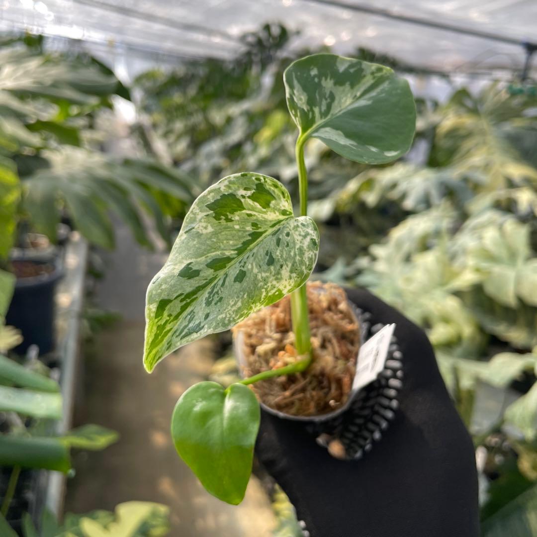 6モンステラ デリシオーサ ベトシオーサ 2寸ポリポット ネコポス発送