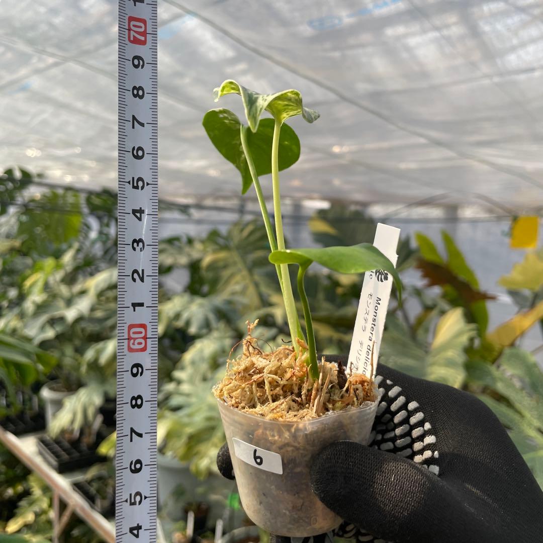 6モンステラ デリシオーサ ベトシオーサ 2寸ポリポット ネコポス発送