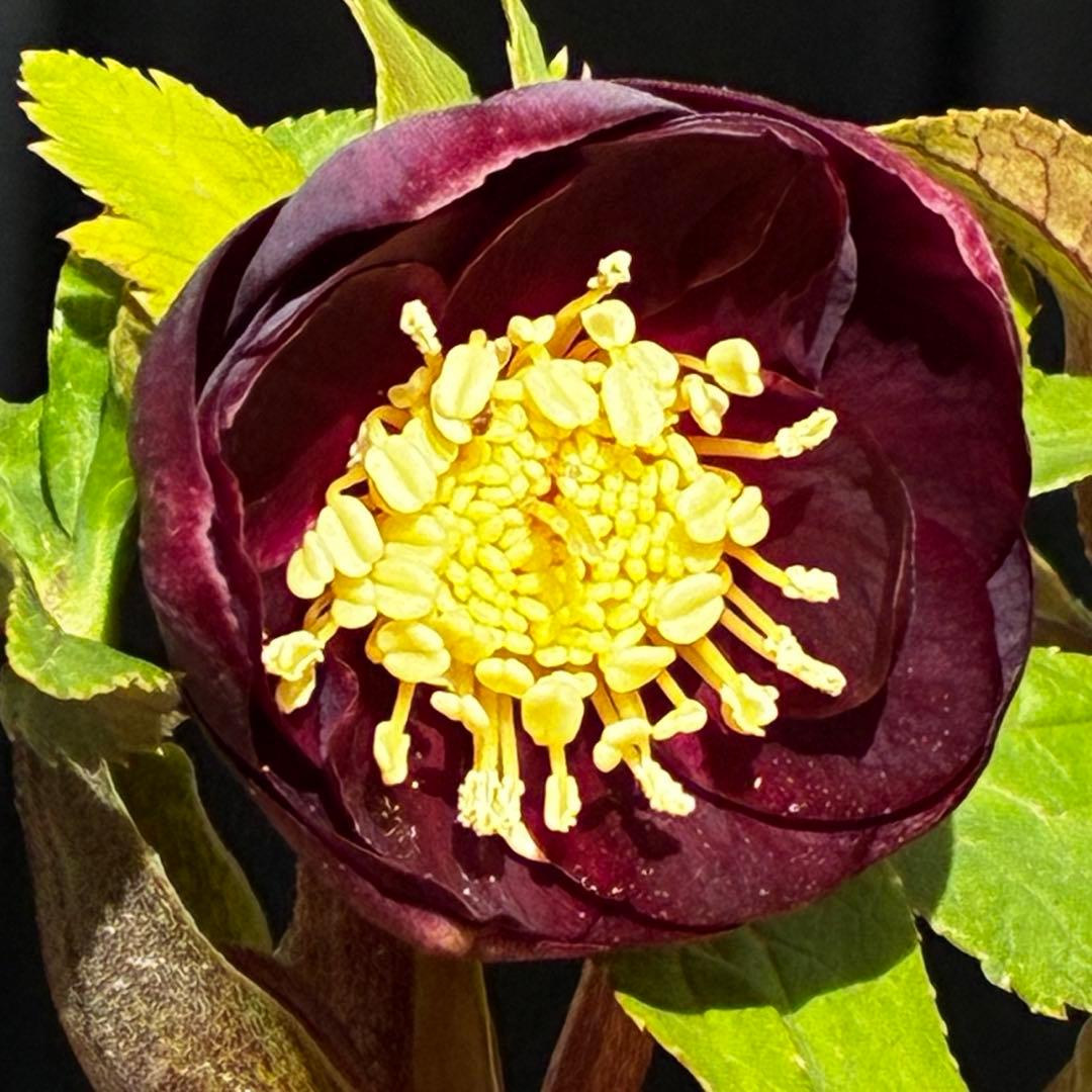 ラ*ク様 3498☘️蕾花付き☘️極上☘️⭐️コロコロ小輪⭐️紅赤オーレア⭐️コ