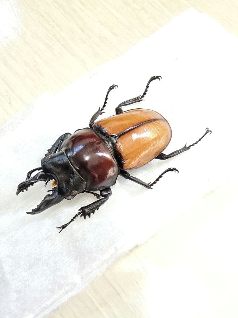 バオンゴクマルバネクワガタ標本 - メルカリ