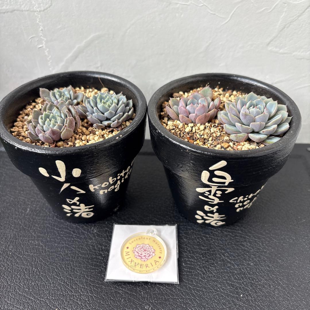 まつ　おまとめ