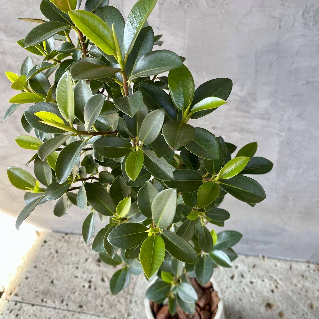 ハリー様専用 大型 フランスゴムの木 螺旋仕立て 陶器鉢 植え込み発送