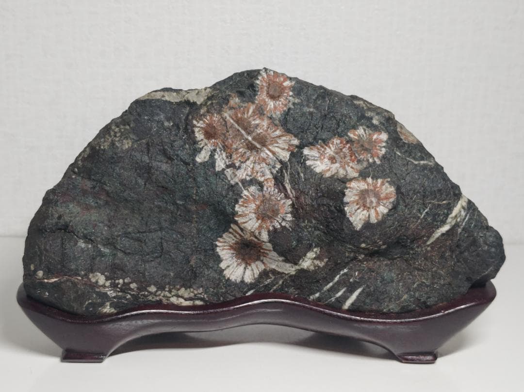 菊花石 2.3kg 紋石 花紋石 原石 鑑賞石 自然石 誕生石 鉱物 鉱石 水石